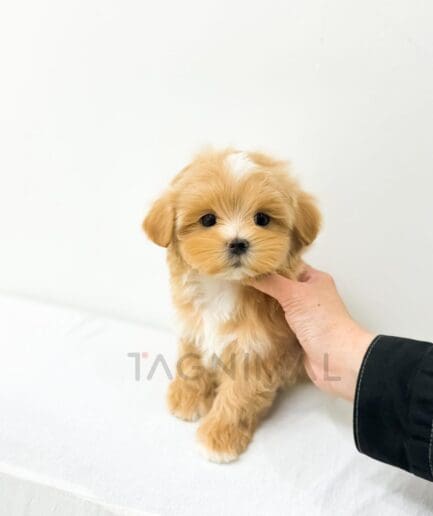 Fluffy golden-brown puppy with white markings gently supported by a hand.