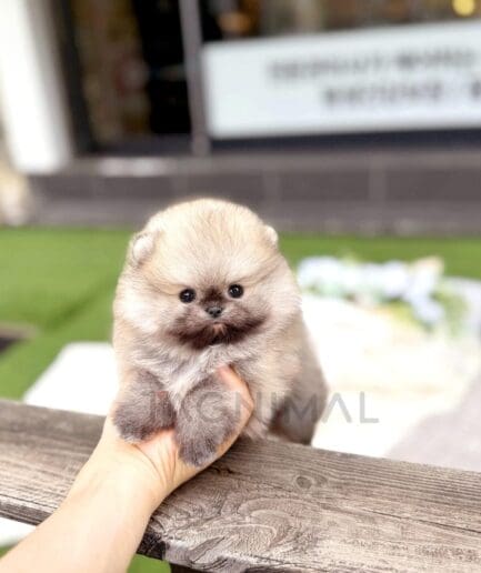 Tiny fluffy cream puppy held outdoors above a rustic wooden railing.
