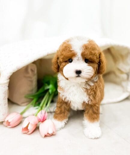 Fluffy brown and white puppy posing beside pink tulips in a cozy pet room.