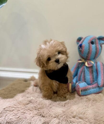 Fluffy tan puppy cuddling a soft teddy bear.