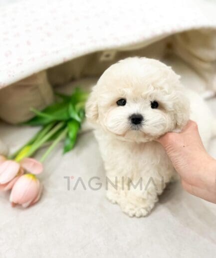 Adorable fluffy white puppy with pink tulips and soft blanket in cozy setting.