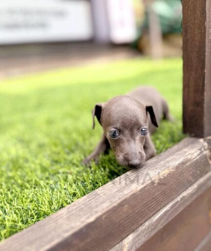 Tiny gray puppy crouches on green grass beside a weathered wooden fence.