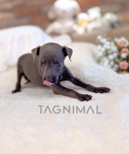 Hairless gray puppy licking its nose on a plush white blanket.