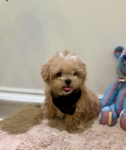 Adorable fluffy puppy with bright eyes and soft fur.