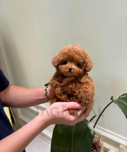 Adorable tiny brown poodle puppy held gently in hands indoors.