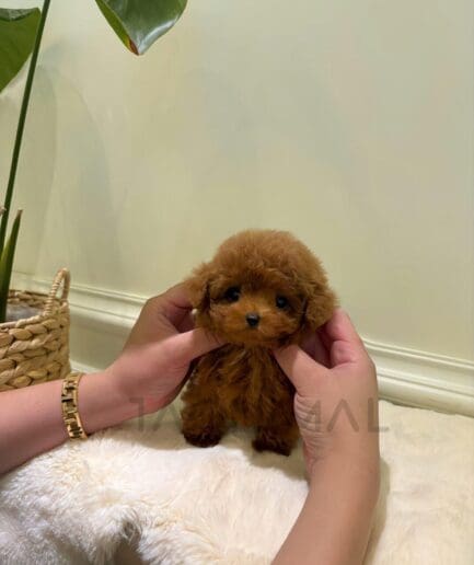 Adorable tiny brown poodle puppy with fluffy fur being gently held on a soft cream blanket.