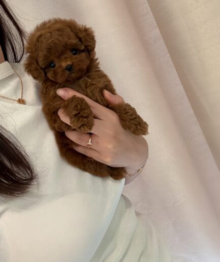 Cute tiny brown toy poodle puppy being gently held in loving hands.