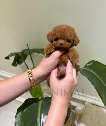 Tiny brown teacup poodle puppy held gently in human hands.