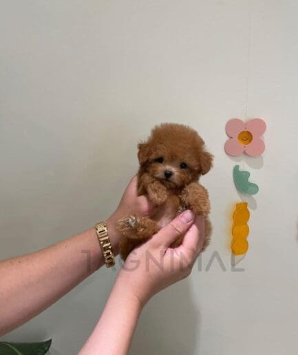 Person gently holding a tiny brown teacup poodle puppy indoors with soft natural lighting.