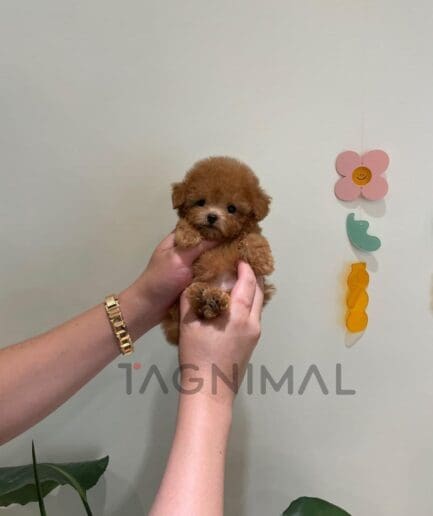 Adorable tiny brown toy poodle puppy held gently in caring hands against a light wall.