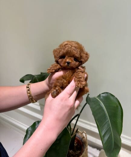 Adorable tiny brown toy poodle puppy being gently held in caring hands indoors.