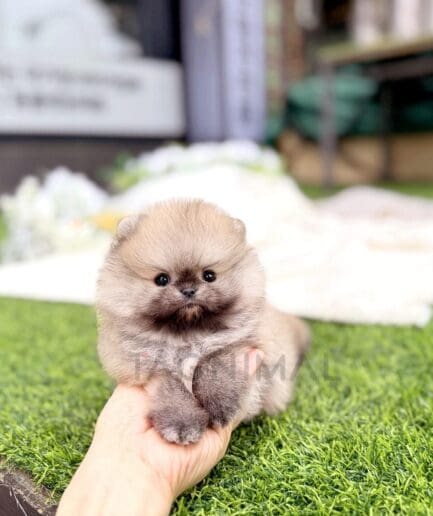 Tiny fluffy gray puppy held gently over green artificial grass.