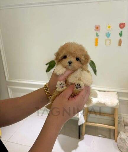 Cute fluffy caramel puppy being gently held in caring hands indoors.