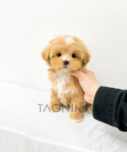 Tiny fluffy golden puppy with white markings sitting on a white cushion.