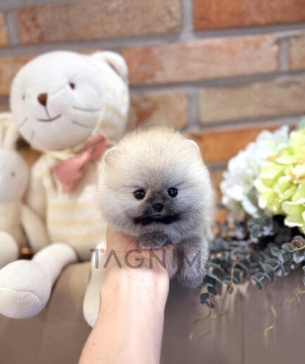 Tiny fluffy gray puppy held in hand beside plush cat and flowers.