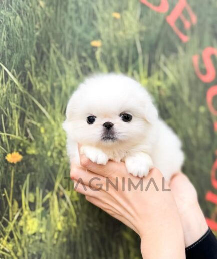 Adorable fluffy white puppy held gently in caring hands outdoors.