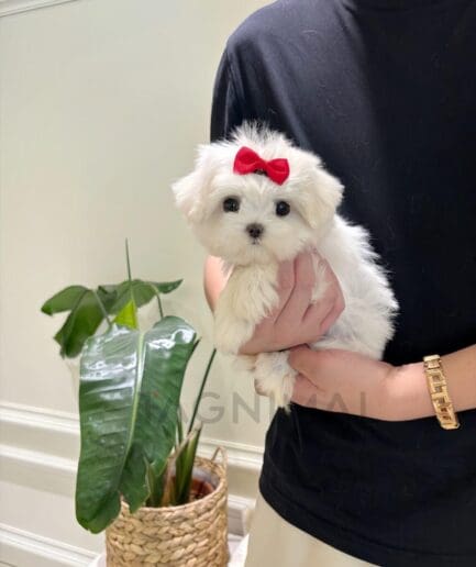 Adorable white Maltese puppy with red bow being gently held indoors.