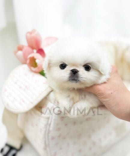 Adorable white Pekingese puppy in floral basket with pink tulips and soft pastel background.