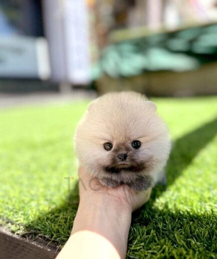 Tiny fluffy cream puppy supported by a hand on bright green grass.