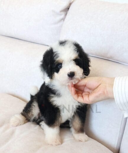 Black and white puppy relaxing on a cozy sofa.