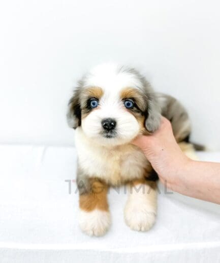 Fluffy white puppy with striking blue eyes in a close-up portrait.