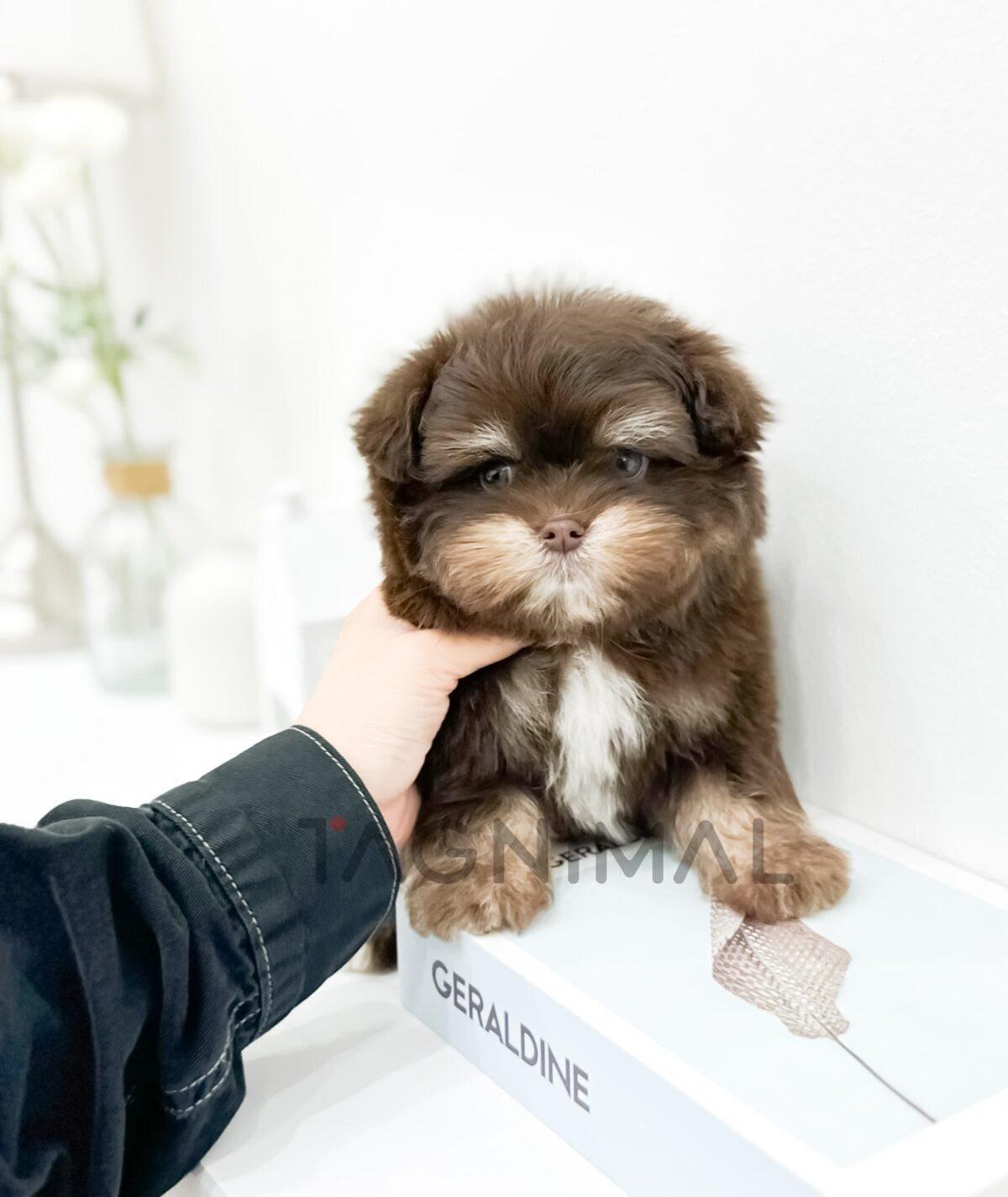brown-puppy-on-books