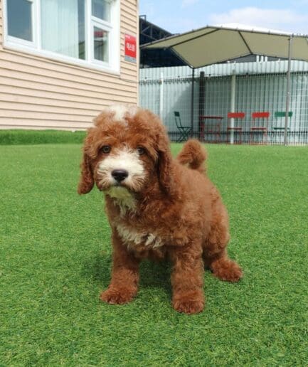 Playful fluffy brown puppy crouching on bright green grass outdoors.