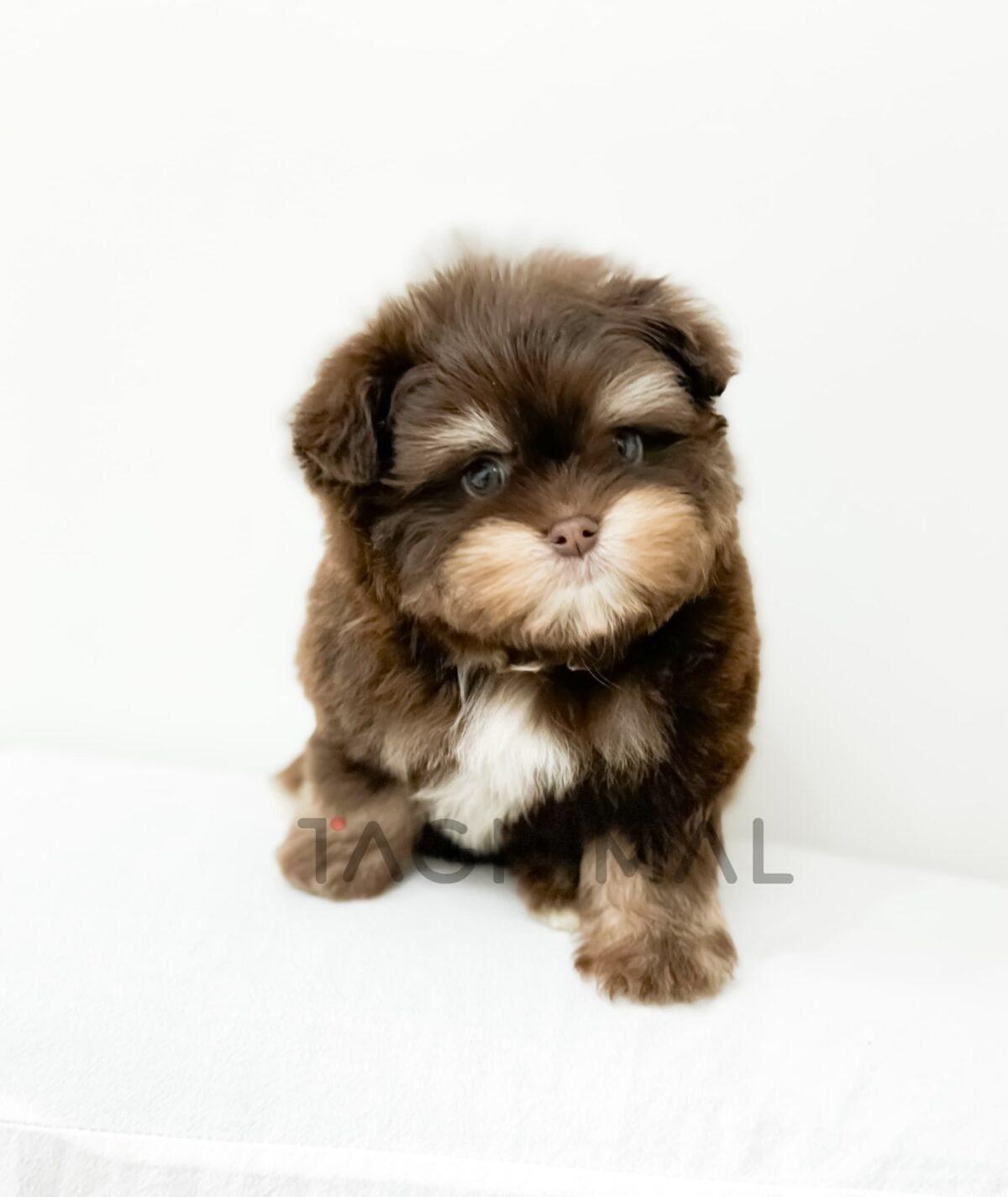 brown-puppy-on-white