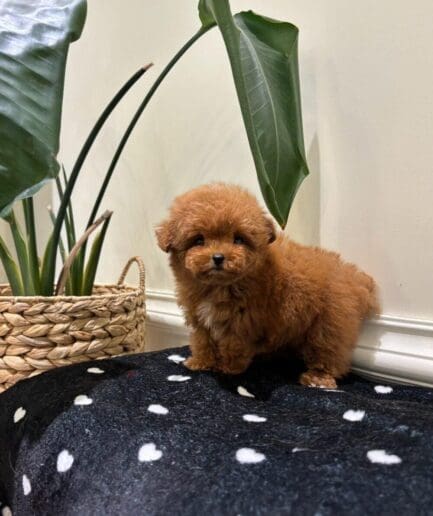 Adorable fluffy brown puppy with soft curly fur posing for a portrait.