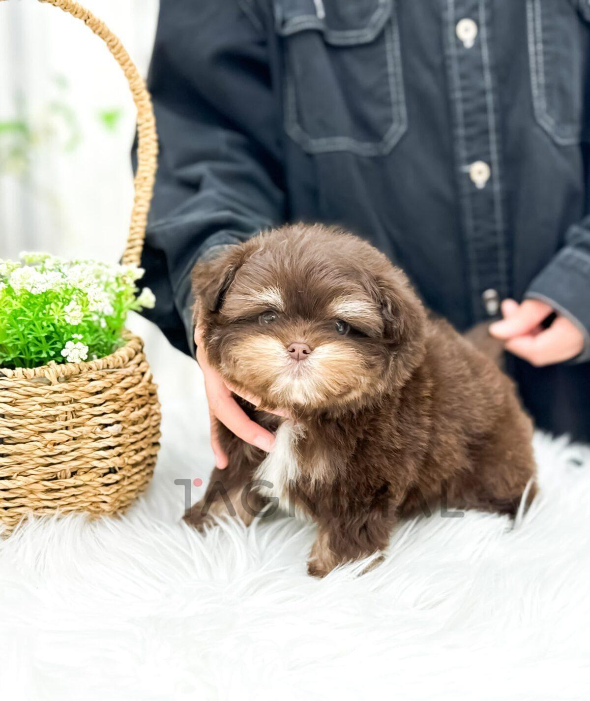 brown-puppy-portrait