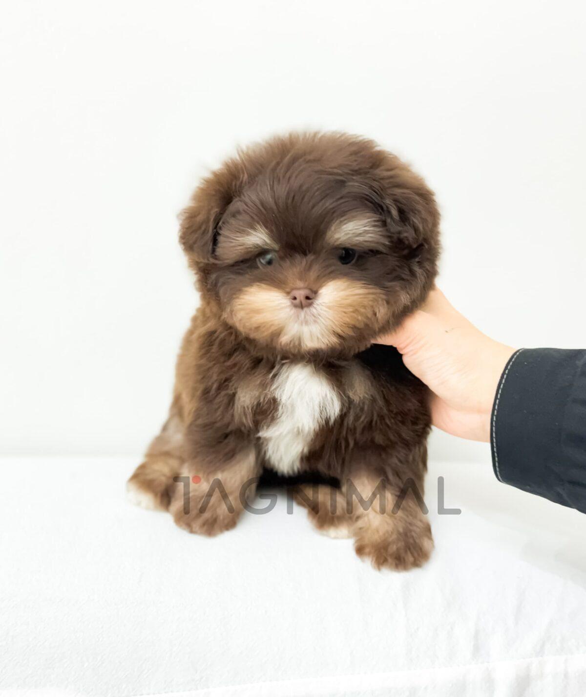 brown-puppy-white-background