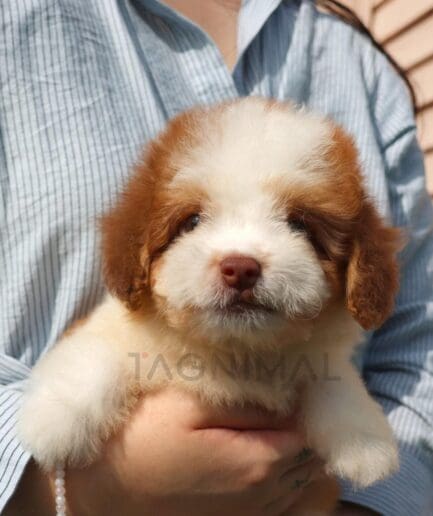 Fluffy puppy resting comfortably in a persons loving arms.