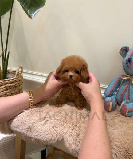 Curly brown puppy posing beside a colorful teddy bear on a soft beige cushion.