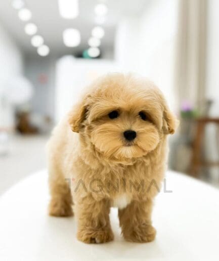 Adorable fluffy tan puppy with dark eyes and a gentle expression.