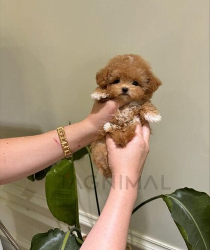 Tiny fluffy apricot puppy held indoors near tropical plants.