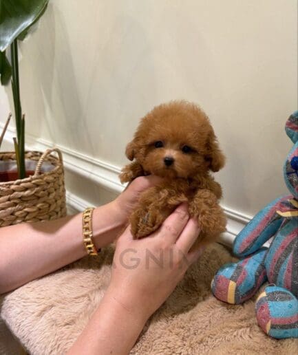Fluffy brown puppy held beside a colorful plaid teddy bear in a cozy home.