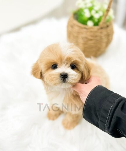 Fluffy caramel puppy gently scratched under chin in bright, cozy room.