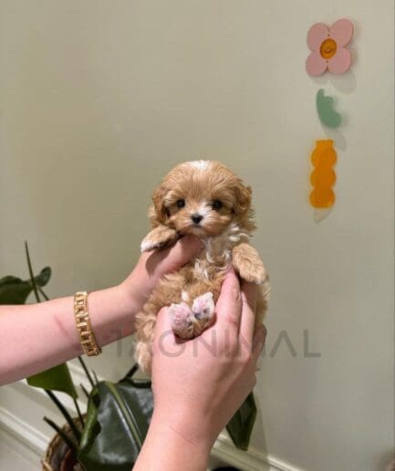 Fluffy caramel puppy with soft fur posing for an adorable pet portrait.