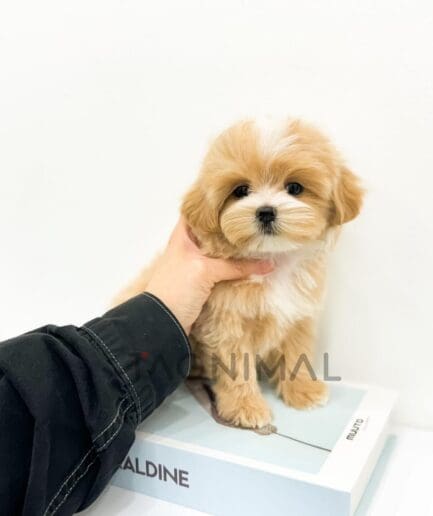 Fluffy caramel and white puppy held upright on a pale blue box.