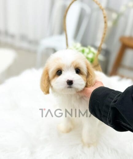 Fluffy puppy with bright eyes and a playful expression.