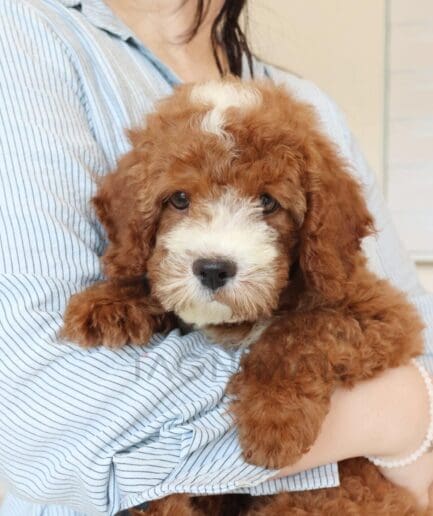 Fluffy curly-haired puppy gazing at the camera in a close-up portrait.