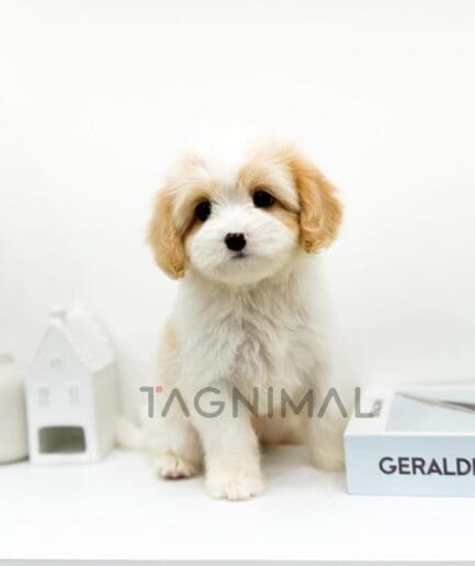 Fluffy puppy sitting on a white shelf in a bright minimalist room.