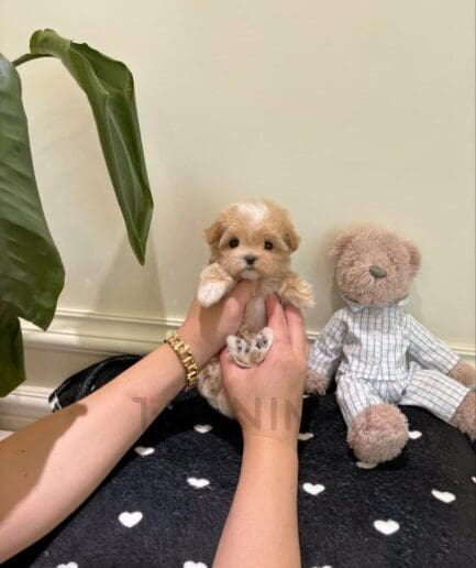 Fluffy puppy cuddling a teddy bear.