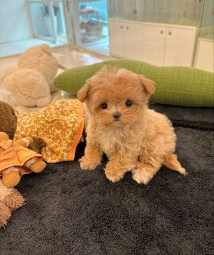 Fluffy tan puppy posing for a cute pet portrait.