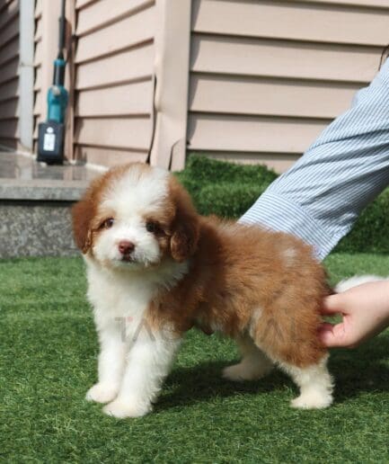 Playful brown and white puppy crouching in lush green grass on a sunny day.
