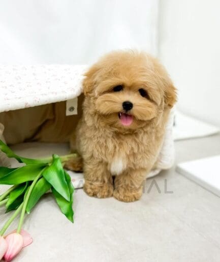 Adorable tan puppy sitting beside vibrant pink tulips in a charming spring setting.