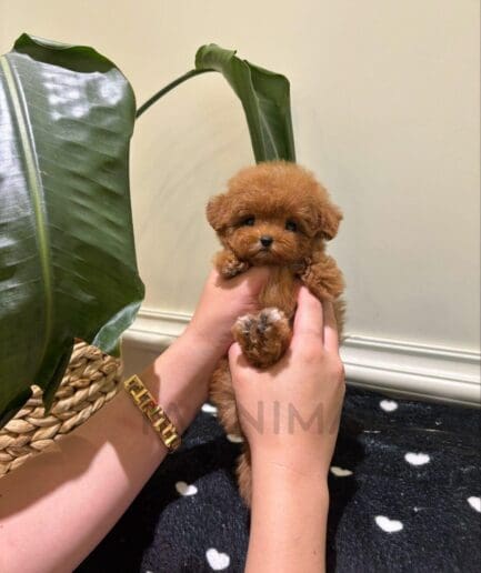 Tiny brown puppy with soft fur and gentle dark eyes in a close-up portrait.