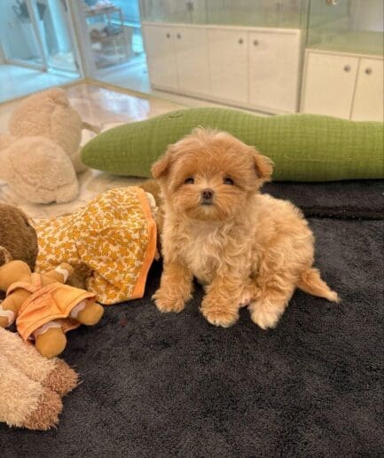 Fluffy tan puppy resting comfortably on a soft black blanket.