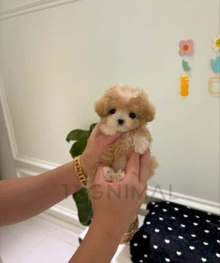 Tiny apricot puppy with soft, curly fur.