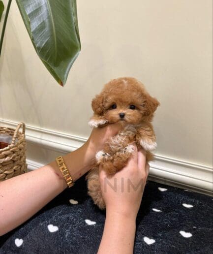 Tiny apricot puppy with white paws held indoors over a black heart-patterned blanket.